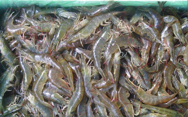 水产品检测仪器设备介绍和参数注明